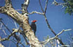 Pajaro Carpintero 